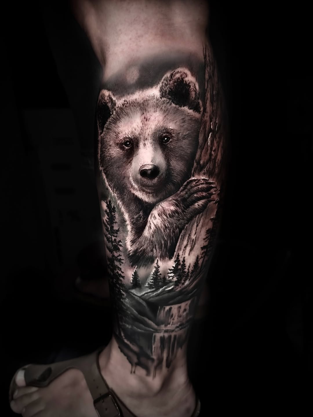 Bear's head peering from behind a tree trunk with forest landscape below on leg.