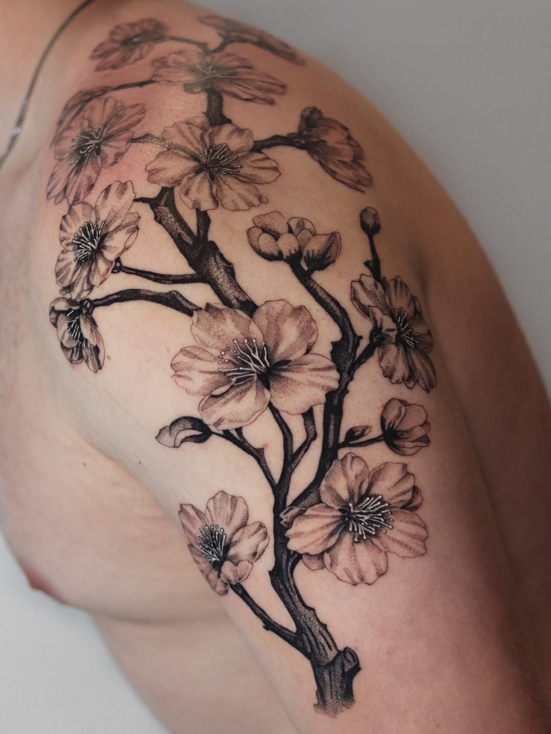 Cherry blossom branch tattoo with delicate petals and detailed stamens on upper arm, rendered in black and grey shading.