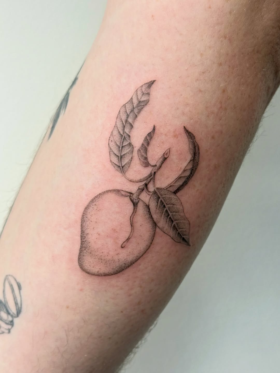 Monochrome botanical tattoo of a round fruit with detailed leafy stems on the inner arm.